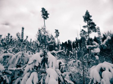 Snowy forest in Wiezyca Region. Kashubia Northern Poland. Beauty of winter nature. clipart