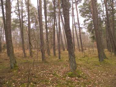 Baltık Denizi 'nin kıyı bölgesindeki çam ormanı. Tatiller ve turizm, Kuzey Polonya 'nın güzel doğası..