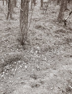Baltık Denizi 'nin kıyı bölgesindeki çam ormanı. Tatiller ve turizm, Kuzey Polonya 'nın güzel doğası. BW soyut filtre tonu