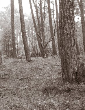 Baltık Denizi 'nin kıyı bölgesindeki çam ormanı. Tatiller ve turizm, Kuzey Polonya 'nın güzel doğası. BW soyut filtre tonu