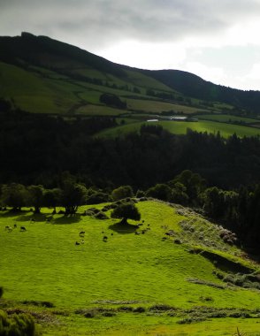 Tipik Azores manzarası. Arka planda doğal yeşil arazi tepeleri ve deniz. Doğanın güzelliği konsepti.