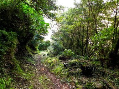 Sao Miguel iç kesimlerindeki tropikal ormanın vahşi doğası. Sao Miguel, Azores takımadalarının en büyük adasıdır. Vahşi doğanın güzelliği ve seyahat konsepti.