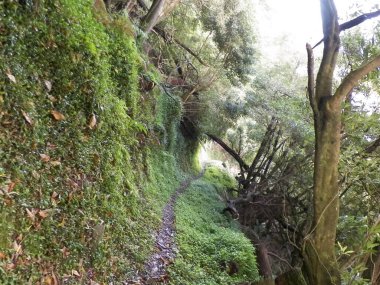 Sao Miguel iç kesimlerindeki tropikal ormanın vahşi doğası. Sao Miguel, Azores takımadalarının en büyük adasıdır. Vahşi doğanın güzelliği ve seyahat konsepti.