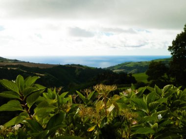 Tipik Azores manzarası. Arka planda doğal yeşil arazi tepeleri ve deniz. Doğanın güzelliği konsepti.