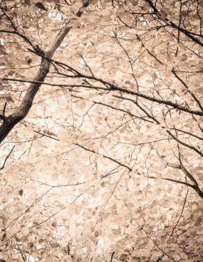 Sonbahar ağaçlarının dalları doğal arka plan olarak. Altın sonbahar, kopyalama alanı. BW soyut filtre tonu.