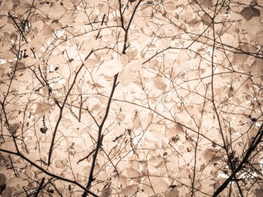 Sonbahar ağaçlarının dalları doğal arka plan olarak. Altın sonbahar, kopyalama alanı. BW soyut filtre tonu.