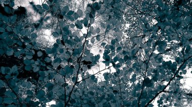 Sonbahar ağaçlarının dalları doğal arka plan olarak. Altın sonbahar, kopyalama alanı. BW soyut filtre tonu.