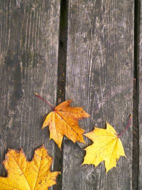 Sarı sonbahar yaprakları doğanın arka planı olarak ahşap bir tahtanın üzerinde. Boşluğu kopyala.