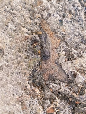 Doğal bir arka plan olarak kıyı kayaları ve deniz suyu. Boşluğu kopyala.