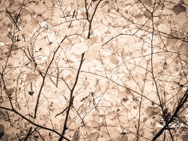 Sonbahar ağaçlarının dalları doğal arka plan olarak. Altın sonbahar, kopyalama alanı. BW soyut filtre tonu.