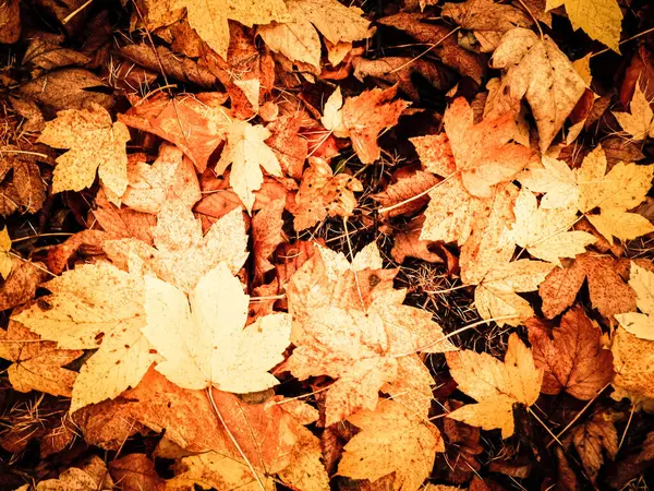 Doğanın arka planı olarak sarı sonbahar yaprakları. Altın sonbahar, kopyalama alanı.