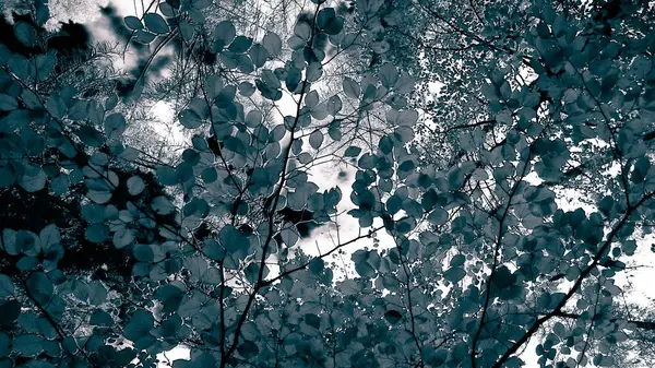 Sonbahar ağaçlarının dalları doğal arka plan olarak. Altın sonbahar, kopyalama alanı. BW soyut filtre tonu.