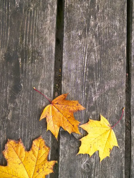 Sarı sonbahar yaprakları doğanın arka planı olarak ahşap bir tahtanın üzerinde. Boşluğu kopyala.