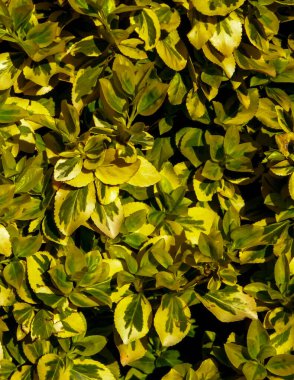 Euonymus fortunei leaves as nature background. Gardening concept. Copy space. clipart