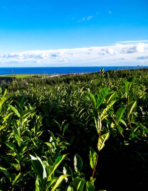 Landscape of tea plantation in Porto Formoso and atlantic ocean in the background. clipart