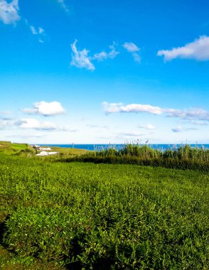 Landscape of tea plantation in Porto Formoso and atlantic ocean in the background. clipart