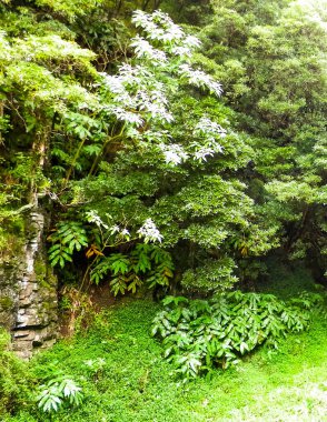 Sao Miguel Adası 'nda vahşi, tropikal bir orman. Azores.