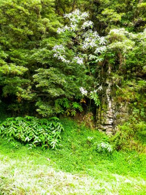 Sao Miguel Adası 'nda vahşi, tropikal bir orman. Azores.