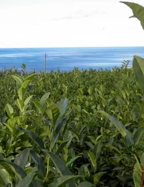 Arka planda, Porto Formoso 'daki çay tarlası ve Atlantik Okyanusu manzarası.