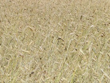 Çavdar bitkilerini doğa arka planı olarak kapatın. Tarım kavramı.