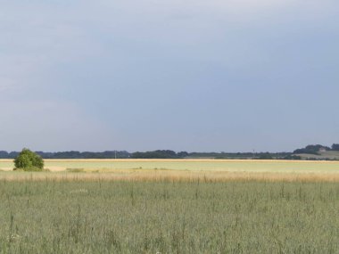 Kashubia 'da bir tarla. Tarım konsepti. Kuzey Polonya.