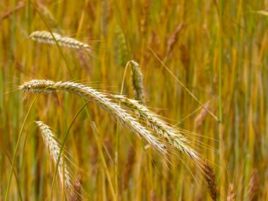 Çavdar bitkilerini doğa arka planı olarak kapatın. Tarım kavramı.