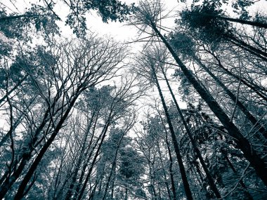 Kış mevsimi dalları doğanın arka planıdır. Soyut bw filtre tonu.