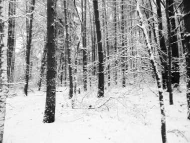 Kış orman manzarası. Doğa konsepti, soyut bw filtre tonu.
