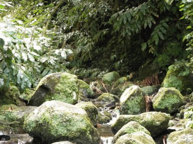 Egzotik ormanda küçük bir nehir. Azores Takımadası. Sao Miguel Adası.