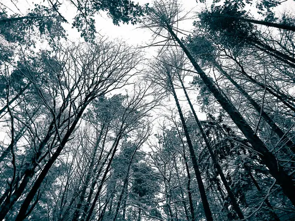 Kış mevsimi dalları doğanın arka planıdır. Soyut bw filtre tonu.