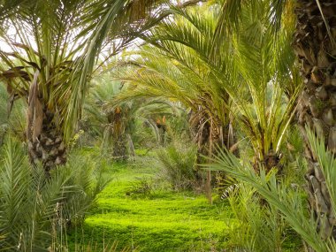 Palm grove on the island of Cyprus. Date plantation. Exotic views and tropical climate. clipart