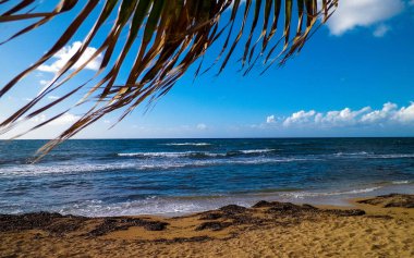 Akdeniz kıyısındaki sahil ve palmiyeler. Kıbrıs adasının egzotik doğası.