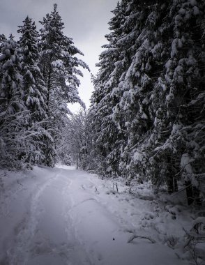 Ormanda kış. Ağaçlarda kar. Kuzey Polonya.