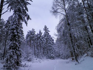 Ormanda kış. Ağaçlarda kar. Kuzey Polonya.