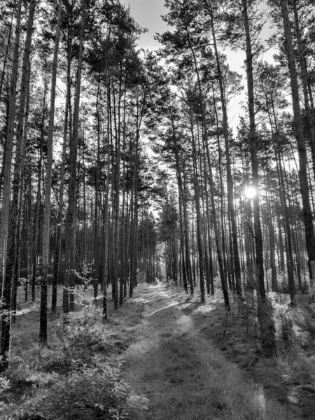 Tuchola Ormanı manzarası. Kuzey Polonya. BW filtre tonu