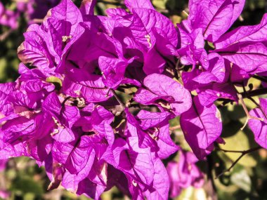 Pembe çiçeğe yakın durursan taç yaprakları olur. Doğa arkaplanı.