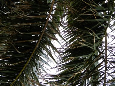 Arka plan olarak yeşil palmiye yapraklarını kapat. Tropikal iklim, doğa kavramı.