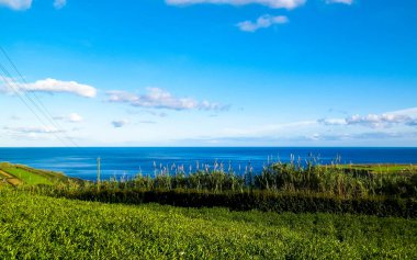 Arka planda, Porto Formoso 'daki çay tarlası ve Atlantik Okyanusu manzarası.