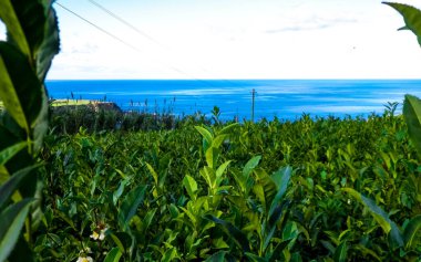 Arka planda, Porto Formoso 'daki çay tarlası ve Atlantik Okyanusu manzarası.