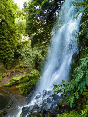 Bahçedeki nonoş Viola Wittrockiana Gams 'i kapatın. Bahçe konsepti.