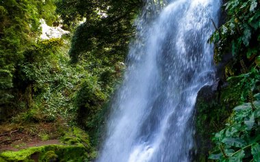 Bahçedeki nonoş Viola Wittrockiana Gams 'i kapatın. Bahçe konsepti.