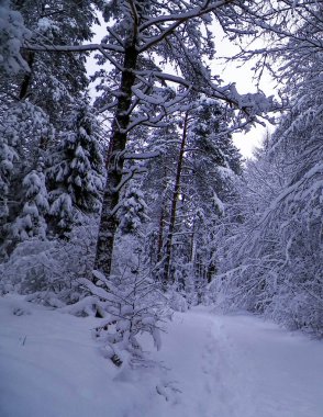 Ormanda kış. Ağaçlarda kar. Kuzey Polonya.