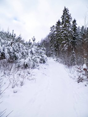 Wiezyca bölgesinde karlı bir orman. Kashubia Kuzey Polonya. Kış doğasının güzelliği.