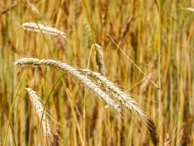 Çavdar bitkilerini doğa arka planı olarak kapatın. Tarım kavramı.