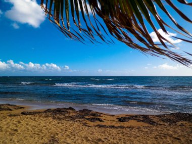 Akdeniz kıyısındaki sahil ve palmiyeler. Kıbrıs adasının egzotik doğası.