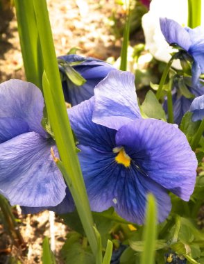 Close up of garden pansy flower Viola wittrockiana Gams. Gardening concept. clipart