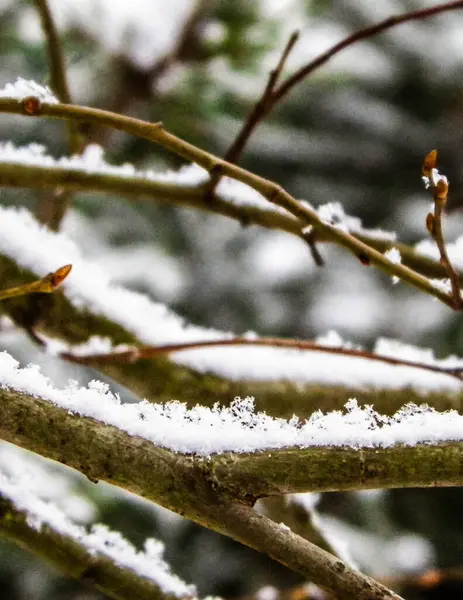 Ağaç dalında taze kar. Kış mevsimi doğası.