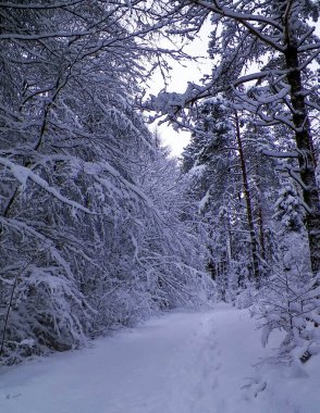 Ormanda kış. Ağaçlarda kar. Kuzey Polonya.