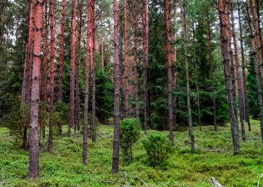 Tuchola Ormanı 'nda yürüyorum. Kuzey Polonya 'nın saf doğası. Seyahat ve doğa kavramı.