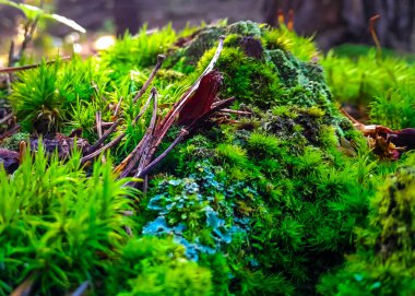 Orman bitkisi. Ormandaki yosunları kapatın. Tamamen vahşi doğa..